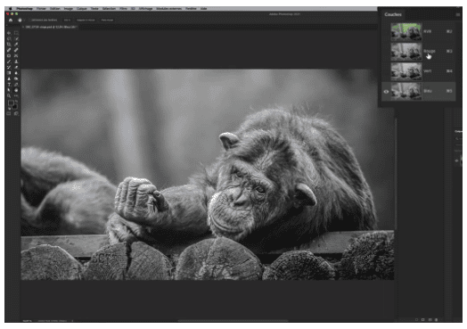 Comment mettre une image en noir et blanc sur Adobe InDesign ?